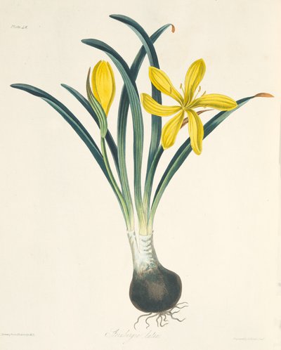Yellow Sternbergia, from Floral Illustrations of the Seasons by Margaret Roscoe